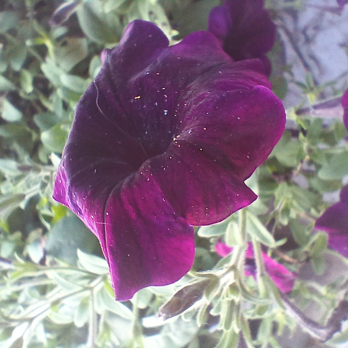 Cruise Brothers Travel Agent Charlotte Selfridge